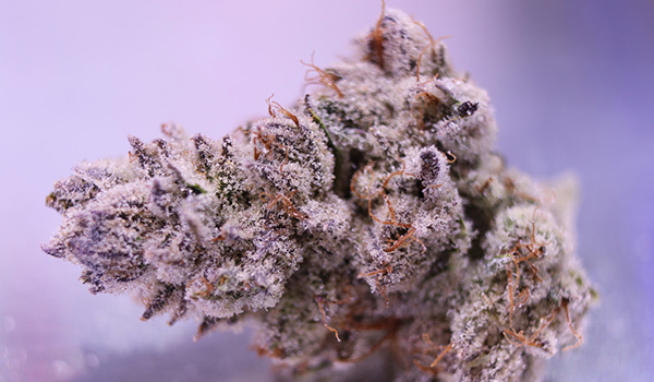 Gorilla Glue | Cannabis Flower